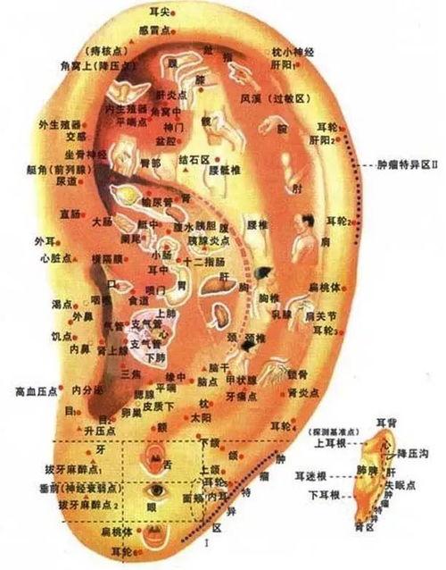 耳穴操作视频,轻松掌握健康养生新技能