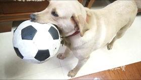 拉布拉多做家务视频,温馨日常一网打尽