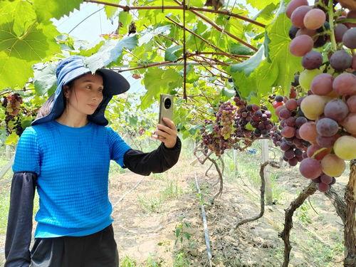 葡萄视频网站,探索短视频新天地，畅享精彩内容盛宴