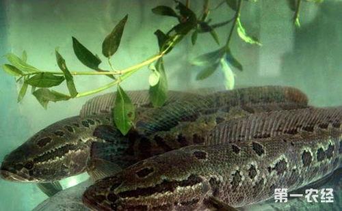 莲藕塘黑鱼养殖视频,高效生态养殖新模式揭秘