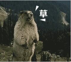 最好的金青鸟大叫视频